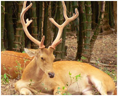 Brasingha in Kanha National Park