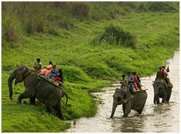 Kaziranga National Park