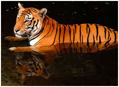 Tiger in Sunderbans National Park