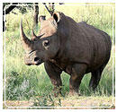 Rhinocer -Kaziranga national park