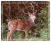 Deer at Bandipore National Park