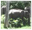 Elephants in bandipore national park