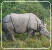 Rhinocer -Kaziranga national park