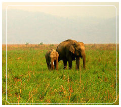 Elephants at Corbett National Park