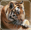 Tiger at kanha national park