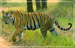 Tiger Kanha National Park