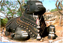 Nandi Bulls,Mysore