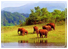 Periyar Wildlife Reserve