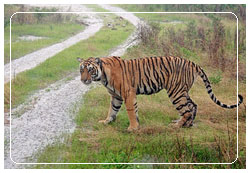 Ranthambore National Park