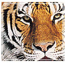 Tiger -Jim Corbett 